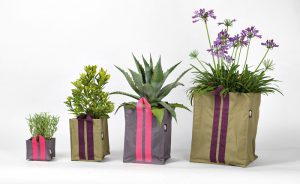 Förkultiverade grönsaker och sommarblommor