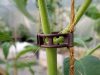 Tomatclips från Gjordnära Tunnelväxthus med stabil fästpunkt